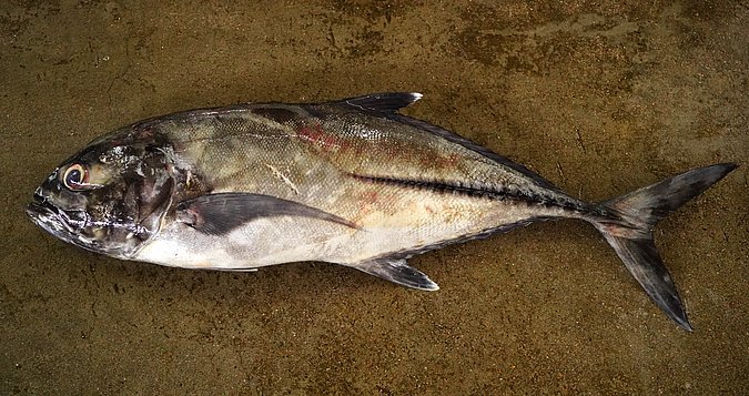 Image S092-1 of sample S092 (species: Caranx sexfasciatus) / © Prof. Dr. Reinhold Hanel