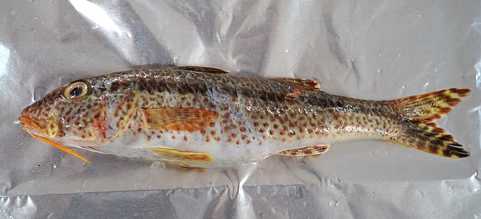 Image T045-1 of sample T045 (species: Upeneus tragula) / © Prof. Dr. Reinhold Hanel