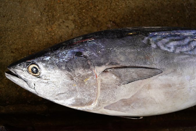 Image S102-2 of sample S102 (species: Euthynnus affinis) / © © Johann Heinrich von Thünen Institute