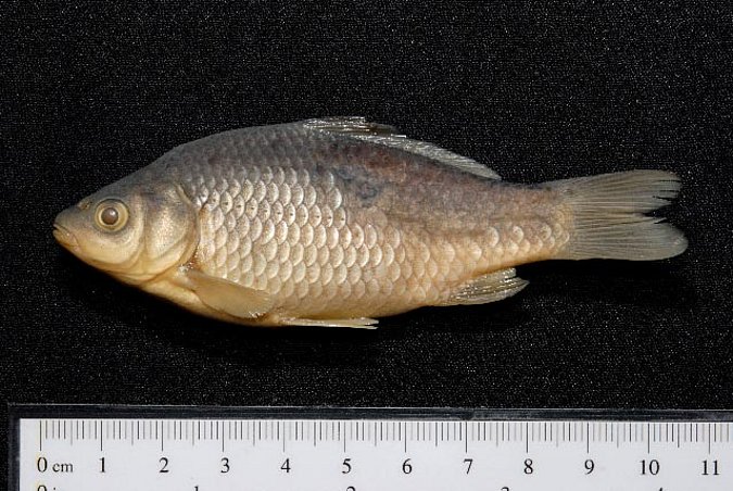 Image ZSM-PIS-031766|ZSM-BayFi 01882 of sample ZSM-PIS-031766|ZSM-BayFi 01882 (species: Carassius gibelio) / © LGL_SNSB/ZSM