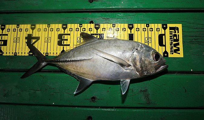 Image SP656-1 of sample Sp656 (species: Caranx sexfasciatus) / © Prof. Dr. Reinhold Hanel