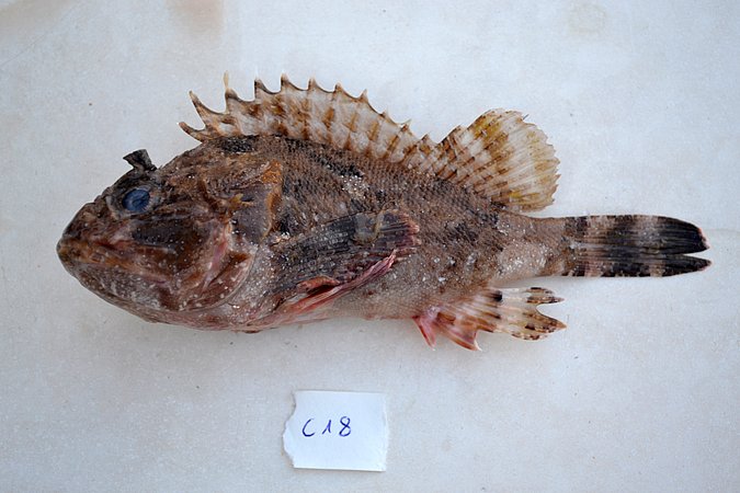 Image C018-1 of sample C018 (species: Scorpaena porcus) / © Prof. Dr. Reinhold Hanel