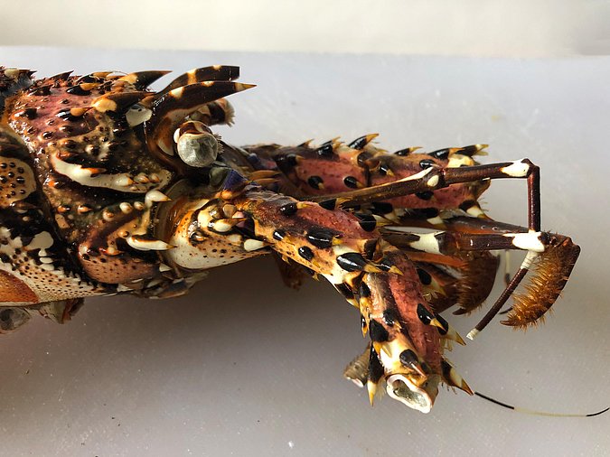 Image S301-2 of sample S301 (species: Panulirus longipes longipes) / © Max Rubner-Institut, Institut für Sicherheit und Qualität bei Milch und Fisch, Hamburg