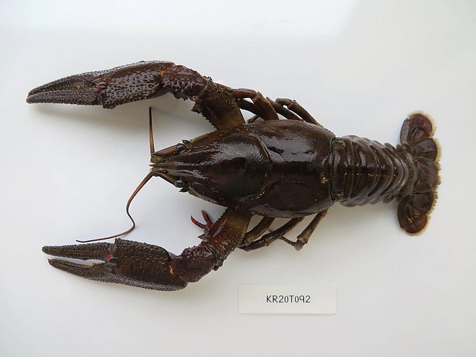 Image Kr20T092 of sample Kr20T092 (species: Astacus astacus) / © Max Rubner-Institut, Institut für Sicherheit und Qualität bei Milch und Fisch, Hamburg