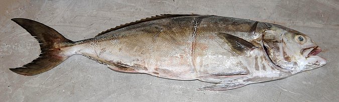 Image O040-1 of sample O040 (species: Seriolina nigrofasciata) / © Prof. Dr. Reinhold Hanel