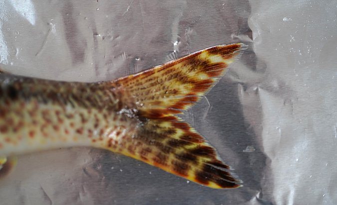 Image T045-3 of sample T045 (species: Upeneus tragula) / © Prof. Dr. Reinhold Hanel