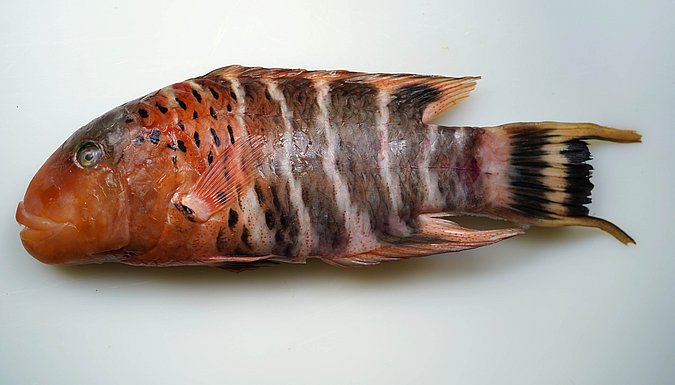 Image S180-1 of sample S180 (species: Cheilinus fasciatus) / © Prof. Dr. Reinhold Hanel
