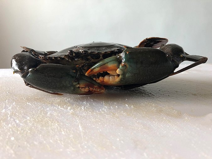 Image S282-2 of sample S282 (species: Scylla serrata) / © Max Rubner-Institut, Institut für Sicherheit und Qualität bei Milch und Fisch, Hamburg