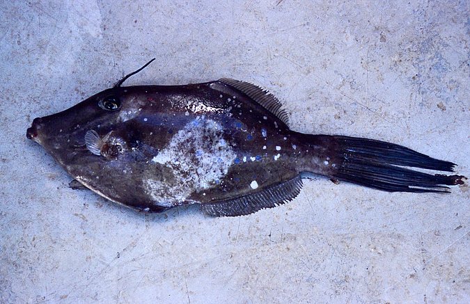 Image B394 of sample B394 (species: Chelidonichthys gabonensis) / © Prof. Dr. Reinhold Hanel