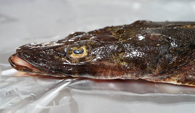 Image T162-9 of sample T162 (species: Papilloculiceps longiceps) / © Prof. Dr. Reinhold Hanel