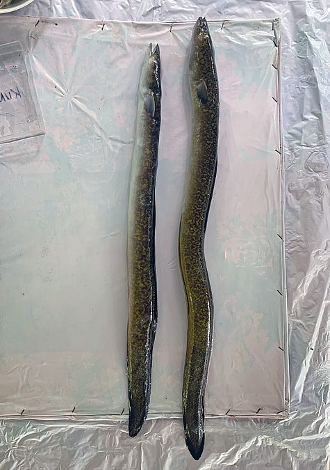 Image ABH6_1 of sample ABH6 (species: Anguilla bengalensis) / © © 2023 Johann Heinrich von Thünen Institute