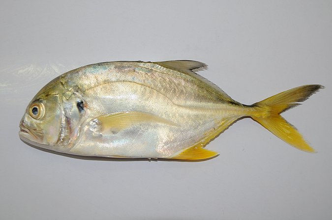 Image G040-2 of sample G040 (species: Caranx hippos) / © Prof. Dr. Reinhold Hanel