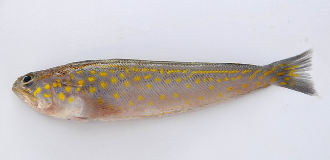 Image MA093-1 of sample MA093 (species: Trachinus pellegrini) / © Prof. Dr. Reinhold Hanel