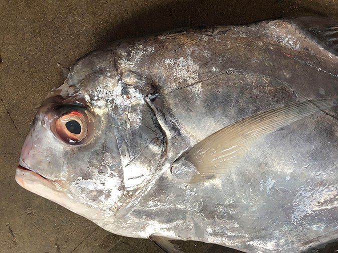 Image S194-2 of sample S194 (species: Alectis ciliaris) / © Prof. Dr. Reinhold Hanel