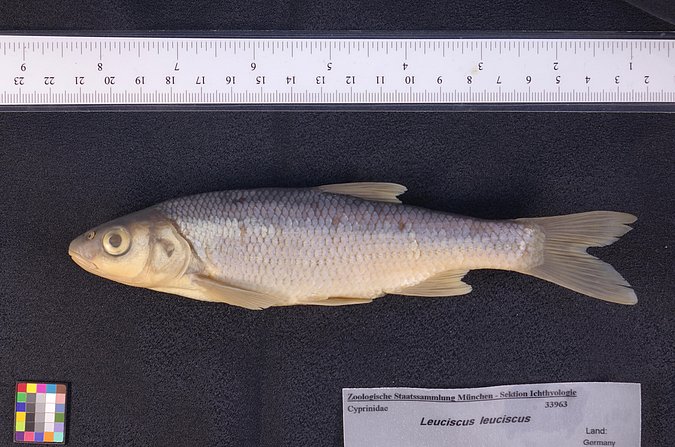 Image ZSM-PIS-033963|ZSM-BayFi 04969 of sample ZSM-PIS-033963|ZSM-BayFi 04969 (species: Leuciscus leuciscus) / © LGL_SNSB/ZSM