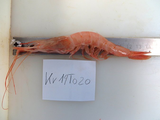 Image Kr19T020 of sample Kr19T020 (species: Parapenaeus longirostris) / © Max Rubner-Institut, Institut für Sicherheit und Qualität bei Milch und Fisch, Hamburg