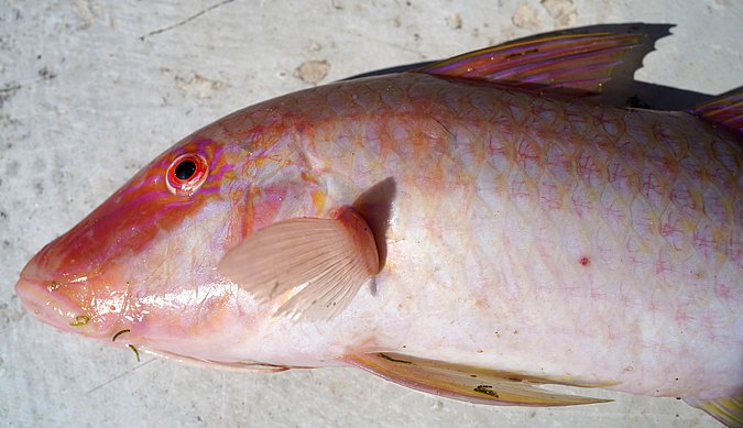 Image S204-1 of sample S204 (species: Parupeneus cyclostomus) / © Prof. Dr. Reinhold Hanel