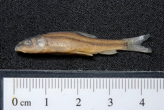 Image ZSM-PIS-033825|ZSM-BayFi 04396 of sample ZSM-PIS-033825|ZSM-BayFi 04396 (species: Barbus barbus) / © LGL_SNSB/ZSM