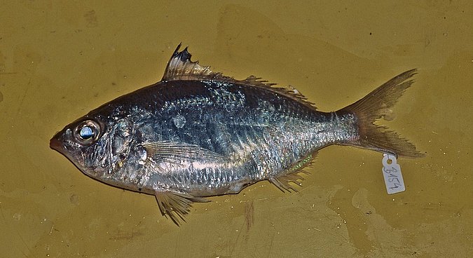Image B154-1 of sample B154 (species: Eucinostomus melanopterus) / © Prof. Dr. Reinhold Hanel