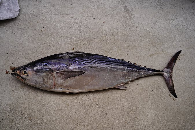 Image S101-1 of sample S101 (species: Euthynnus affinis) / © © Johann Heinrich von Thünen Institute