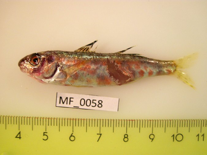 Image MF058-1 of sample MF058 (species: Mullus surmuletus) / © Prof. Dr. Reinhold Hanel