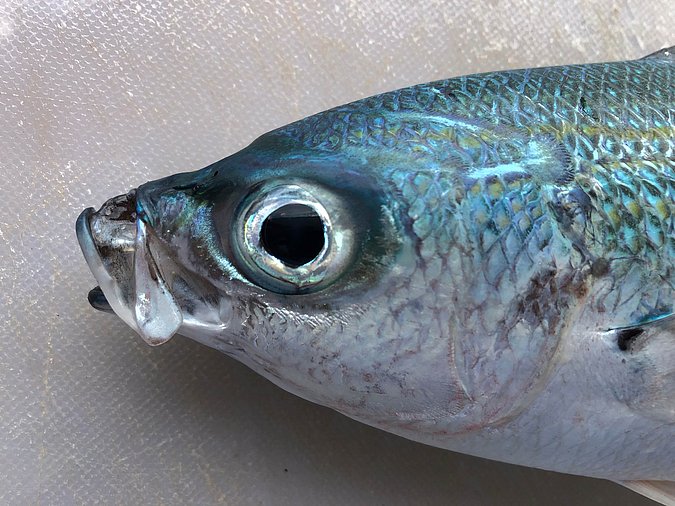 Image S265-2 of sample S265 (species: Caesio caerulaurea) / © Prof. Dr. Reinhold Hanel