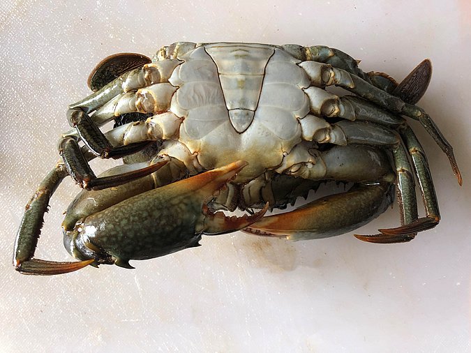 Image S283-3 of sample S283 (species: Scylla serrata) / © Max Rubner-Institut, Institut für Sicherheit und Qualität bei Milch und Fisch, Hamburg