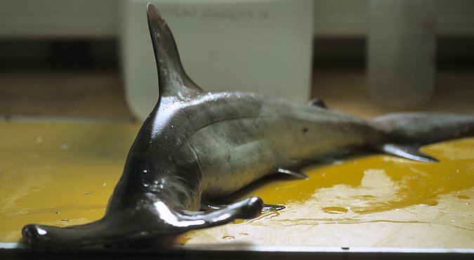 Image Angola-108-ak_B158_Sphyrna lewini of sample B158 (species: Sphyrna lewini) / © Prof. Dr. Reinhold Hanel