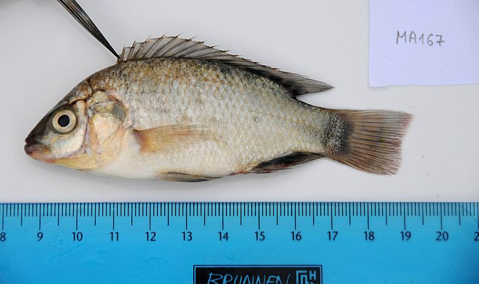 Image MA167-1 of sample MA167 (species: Oreochromis niloticus) / © Prof. Dr. Reinhold Hanel