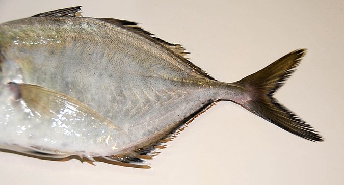 Image O048-2 of sample O048 (species: Carangoides equula) / © Prof. Dr. Reinhold Hanel