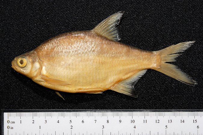 Image ZSM-PIS-037446|ZSM-BayFi 07545 of sample ZSM-PIS-037446|ZSM-BayFi 07545 (species: Blicca bjoerkna) / © LGL_SNSB/ZSM