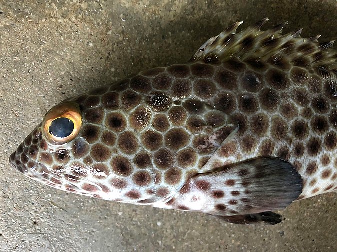 Image S150-5 of sample S150 (species: Epinephelus macrospilos) / © Prof. Dr. Reinhold Hanel