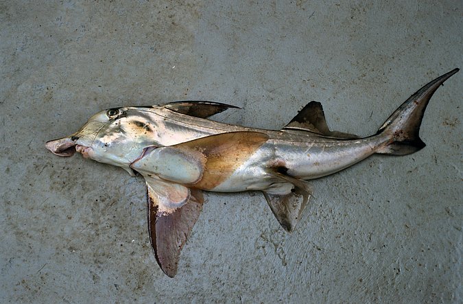 Image A047-1 of sample A047 (species: Callorhinchus capensis) / © Prof. Dr. Reinhold Hanel