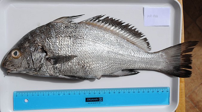 Image MA144-1 of sample MA144 (species: Umbrina cirrosa) / © Prof. Dr. Reinhold Hanel