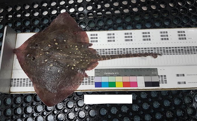 Image Raja_clavata_LGL_S2-1 of sample Raja_clavata_LGL_S2 (species: Raja clavata) / © Prof. Dr. Reinhold Hanel