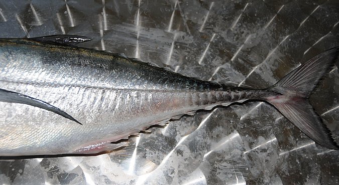 Image O026-3 of sample O026 (species: Megalaspis cordyla) / © Prof. Dr. Reinhold Hanel