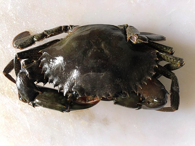 Image S283-1 of sample S283 (species: Scylla serrata) / © Max Rubner-Institut, Institut für Sicherheit und Qualität bei Milch und Fisch, Hamburg