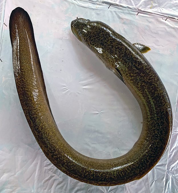 Image ABH4_1 of sample ABH4 (species: Anguilla bengalensis) / © © 2023 Johann Heinrich von Thünen Institute