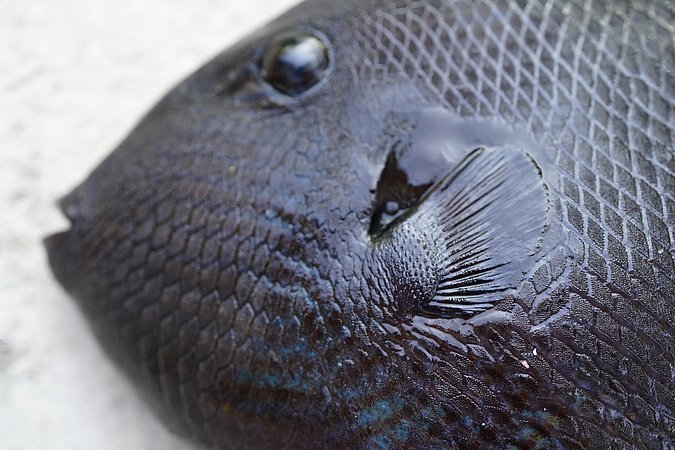 Image T264-5 of sample T264 (species: Melichthys niger) / © Prof. Dr. Reinhold Hanel