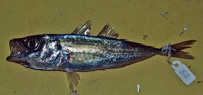 Image B008-1 of sample B008 (species: Trachurus capensis) / © © Prof. Dr. Reinhold Hanel