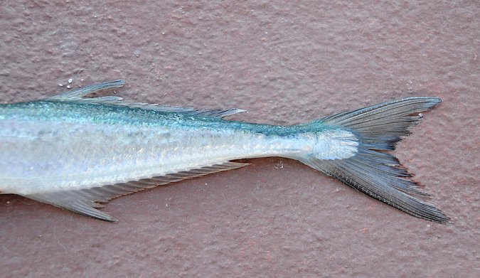 Image MA084-3 of sample MA084 (species: Belone belone) / © Prof. Dr. Reinhold Hanel