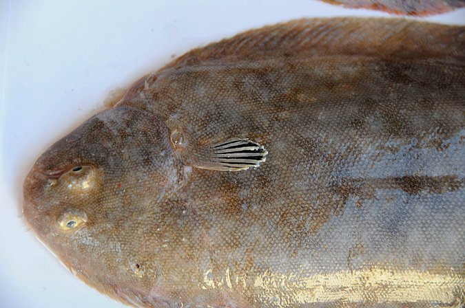 Image MA133-1 of sample MA133 (species: Solea senegalensis) / © Prof. Dr. Reinhold Hanel