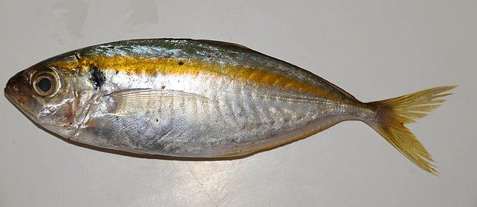 Image O044-1 of sample O044 (species: Selaroides leptolepis) / © Prof. Dr. Reinhold Hanel