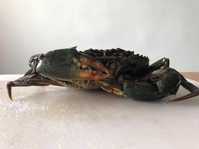 Image S283-2 of sample S283 (species: Scylla serrata) / © Max Rubner-Institut, Institut für Sicherheit und Qualität bei Milch und Fisch, Hamburg