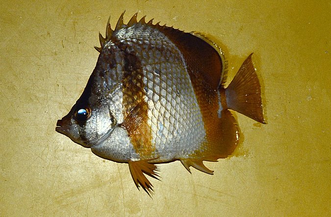 Image B333 of sample B333 (species: Chaetodon robustus) / © Prof. Dr. Reinhold Hanel