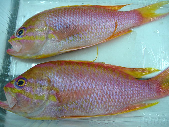 Image Sp300_Sp301-1 of sample Sp301 (species: Anthias anthias) / © Prof. Dr. Reinhold Hanel