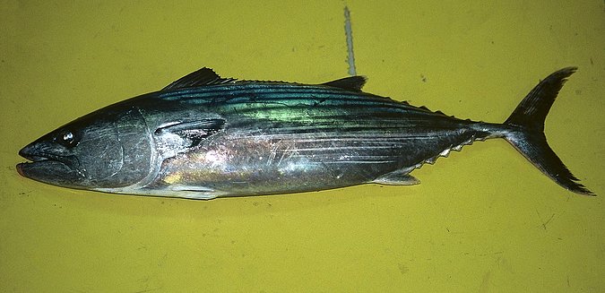 Image B185_____0182 of sample B185 (species: Sarda sarda) / © Prof. Dr. Reinhold Hanel