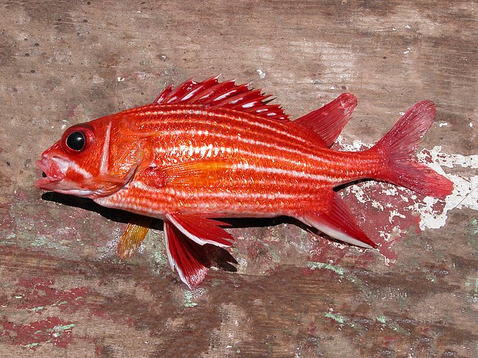 Image KV014-1 of sample KV014 (species: Sargocentron hastatum) / © Prof. Dr. Reinhold Hanel