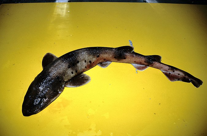 Image A249-1 of sample A249 (species: Scyliorhinus cervigoni) / © Prof. Dr. Reinhold Hanel