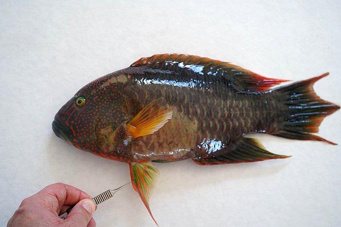 Image S028-3 of sample S028 (species: Cheilinus trilobatus) / © Prof. Dr. Reinhold Hanel